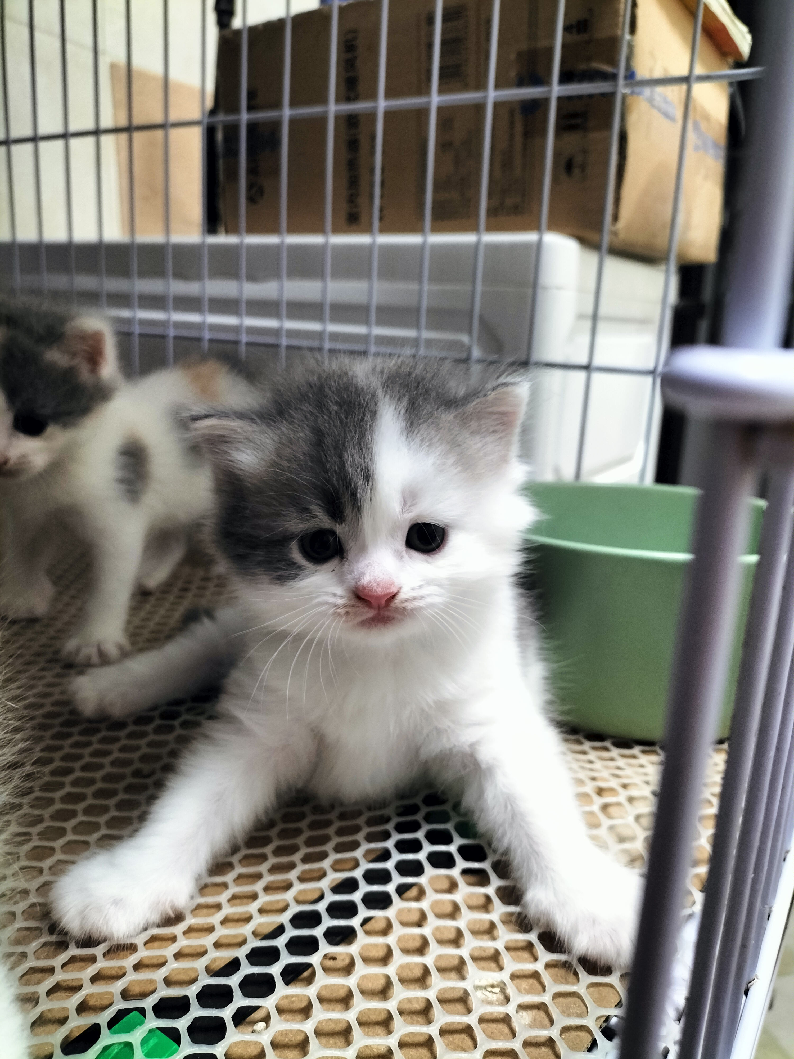 英国短毛猫